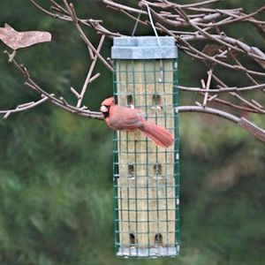 Meet your Posher, Carol